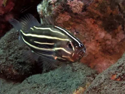 Six Lined Soapfish
