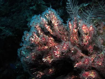 Delicate Tube Worm