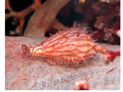Thread Egg Cowrie