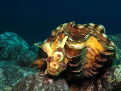 FFrogfish on Clam