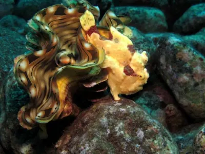 FFrogfish Leaving Clam