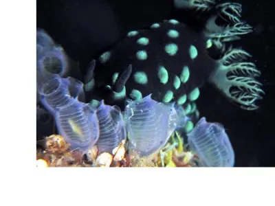 Nembrotha Eating Tunicate