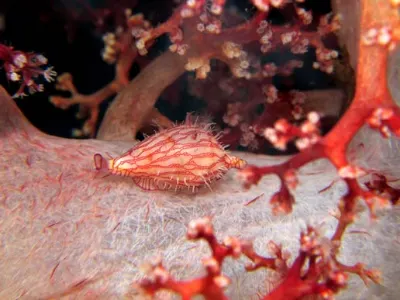 Soft Coral Red Snail
