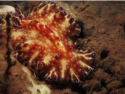 Flatworm Discodoris