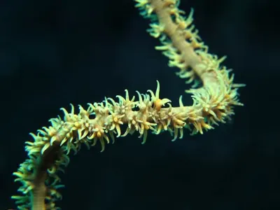 Whip Coral