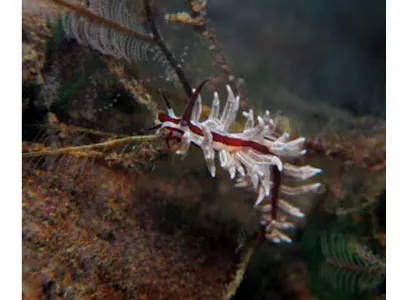 Unknown Nudi