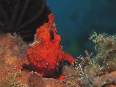 FFrogfish Face
