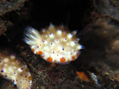 Undescribed Mexichromis