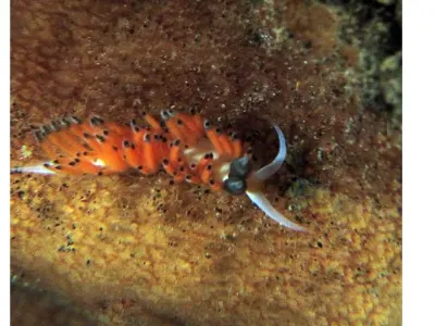 Ringed Favorinus