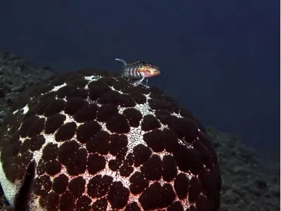 Hawkfish on Cushion Star