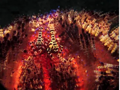 Fire Urchin Guests