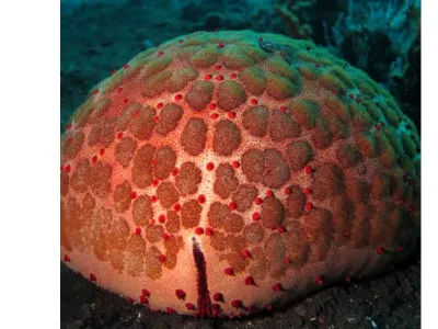 Cushion Starrfish