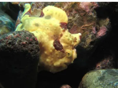 FFrogfish