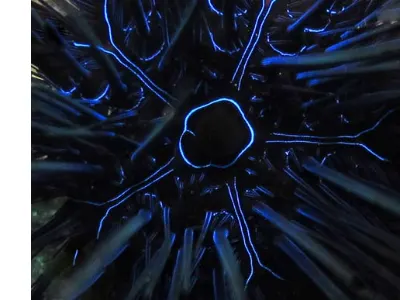 Urchin Center