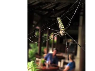 Balinese Spider