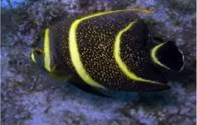 Juvenile angelfish