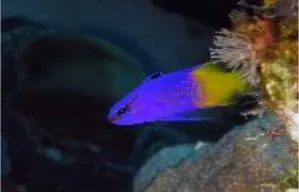 Fairy basslet