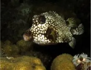 Spotted trunkfish