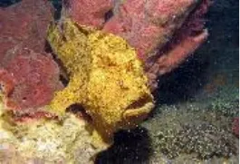 Yellow frogfish