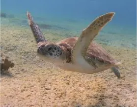 Sea turtle over the sand