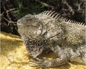 Iguana