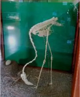 Flamingo skeleton in a museum