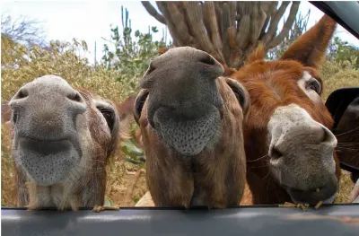 Donkeys
