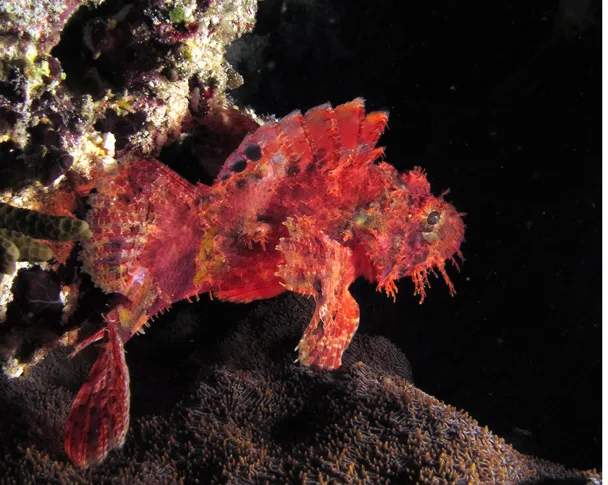 Two Fish Resort, Bunaken — November 2015