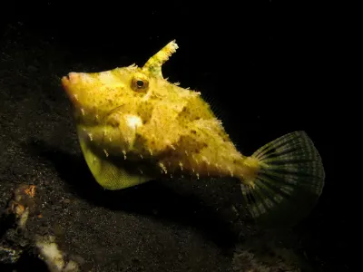 Filefish