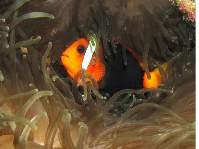 Anemone Fish