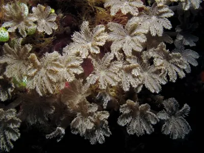 Coral