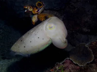 Cuttlefish