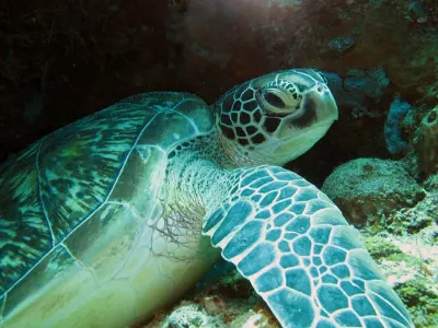 Green Turtle