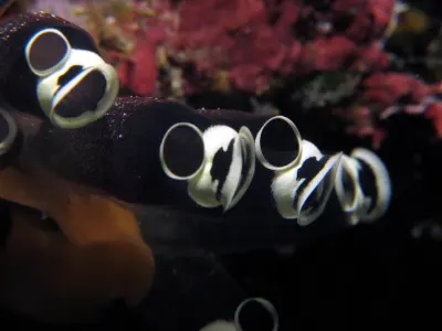 Tunicates