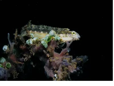 Fangblenny