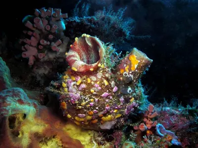 Tunicate or Sea Squirt