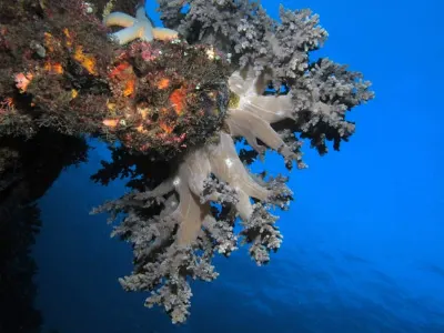 Broccoli Coral