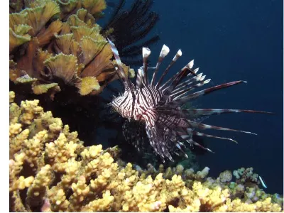 Lionfish