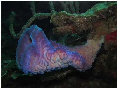 Azure Vase Sponge