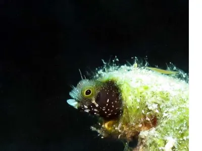 Blenny