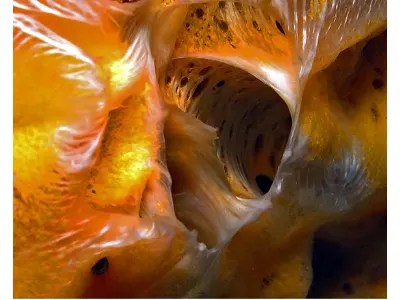 Coral Inner Sanctum