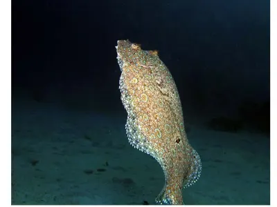 Flounder on the Rise 2