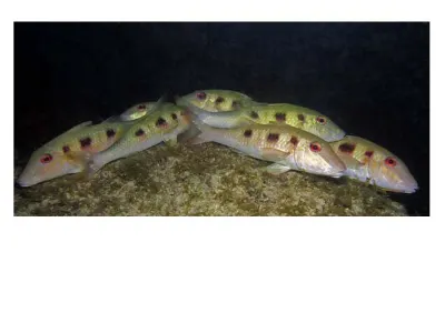 Goatfish Gathering