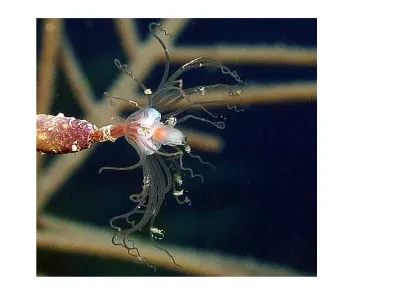 Gorgonian Hydroid