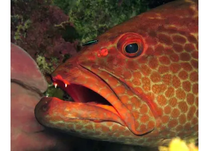 Grouper