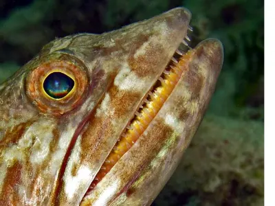 Lizardfish