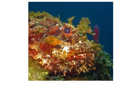 Scorpionfish