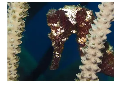Seahorse 3 of 5