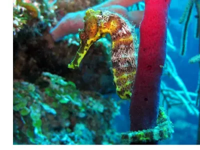 Seahorse 4 of 5