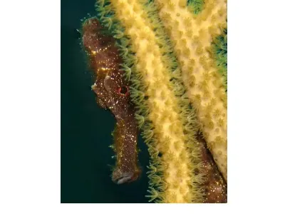 Seahorse 5 of 5